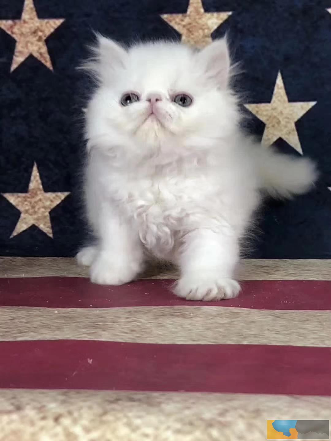 长毛波斯幼猫宝宝 多只出售 多窝可选公母都有