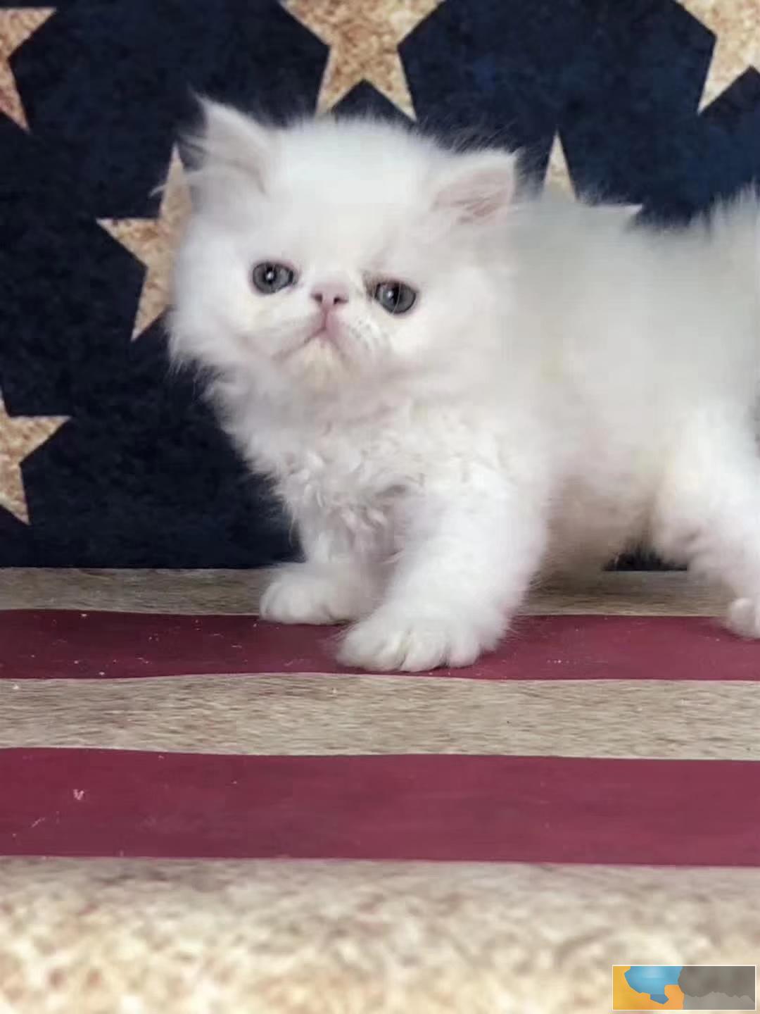 长毛波斯幼猫宝宝 多只出售 多窝可选公母都有