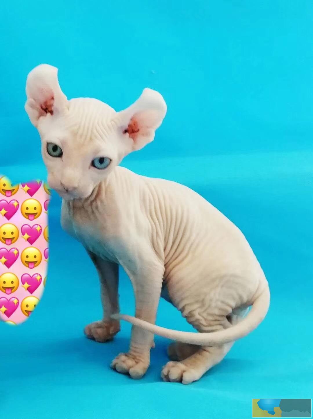 猫舍繁殖无毛猫 欢迎上门挑选