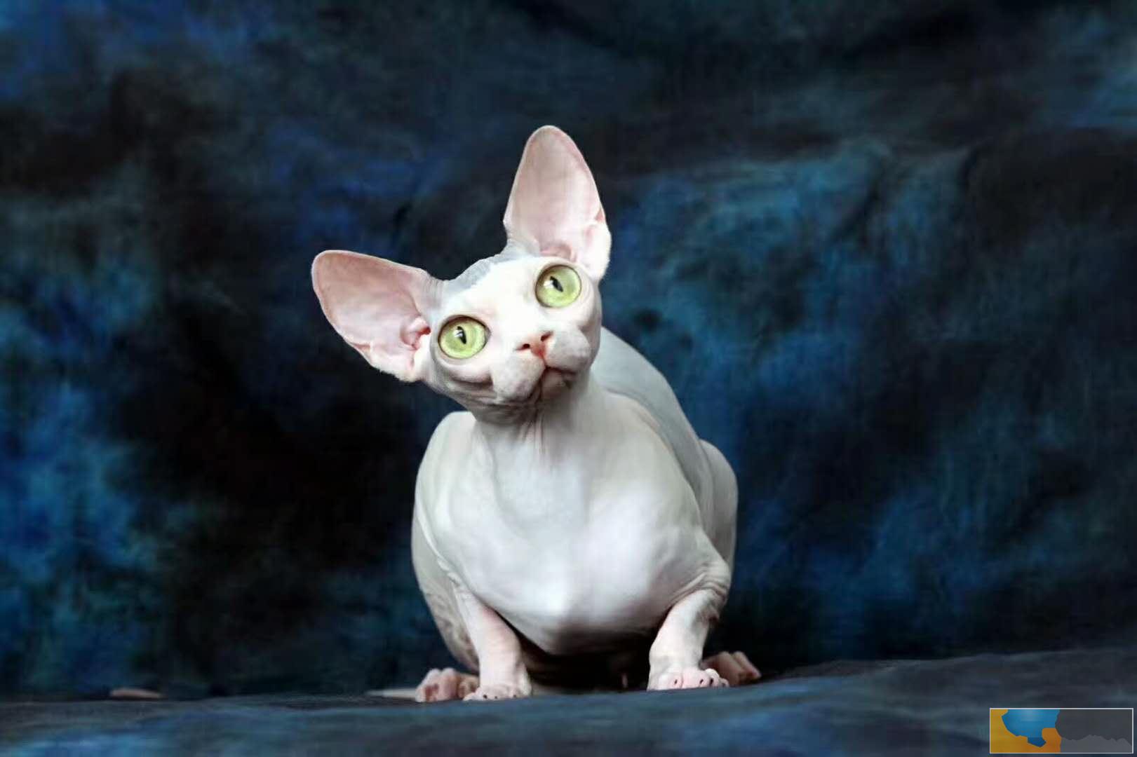 猫舍繁殖无毛猫 欢迎上门挑选