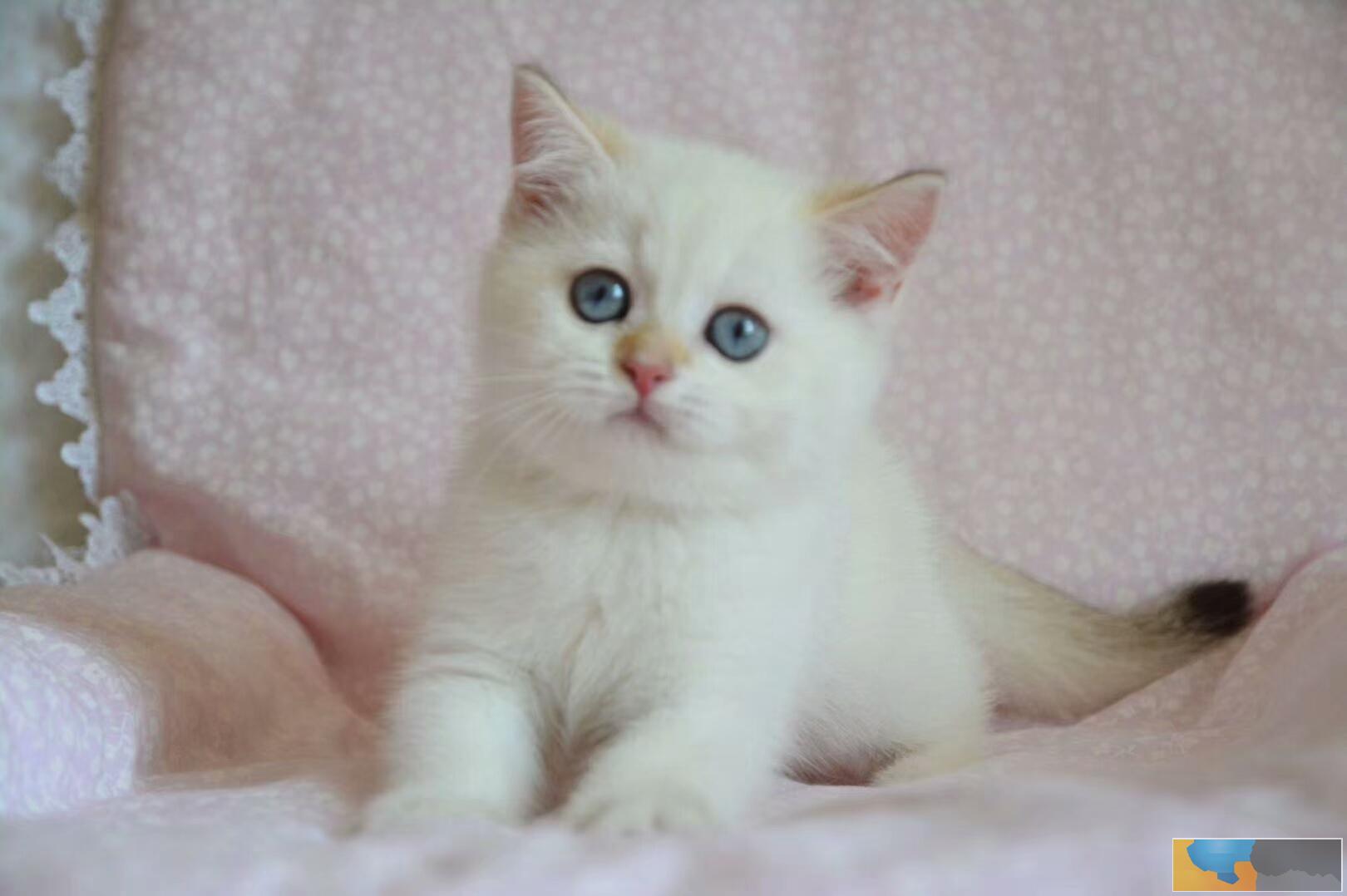 猫舍繁殖渐层猫 6疫苗驱虫做好