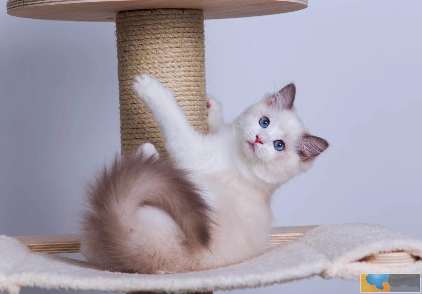 正规养殖基地自家繁育直销纯种布偶猫宝宝