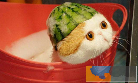 加菲猫猫舍直销 水滴眼眼鼻一线 纯种健康幼猫异短