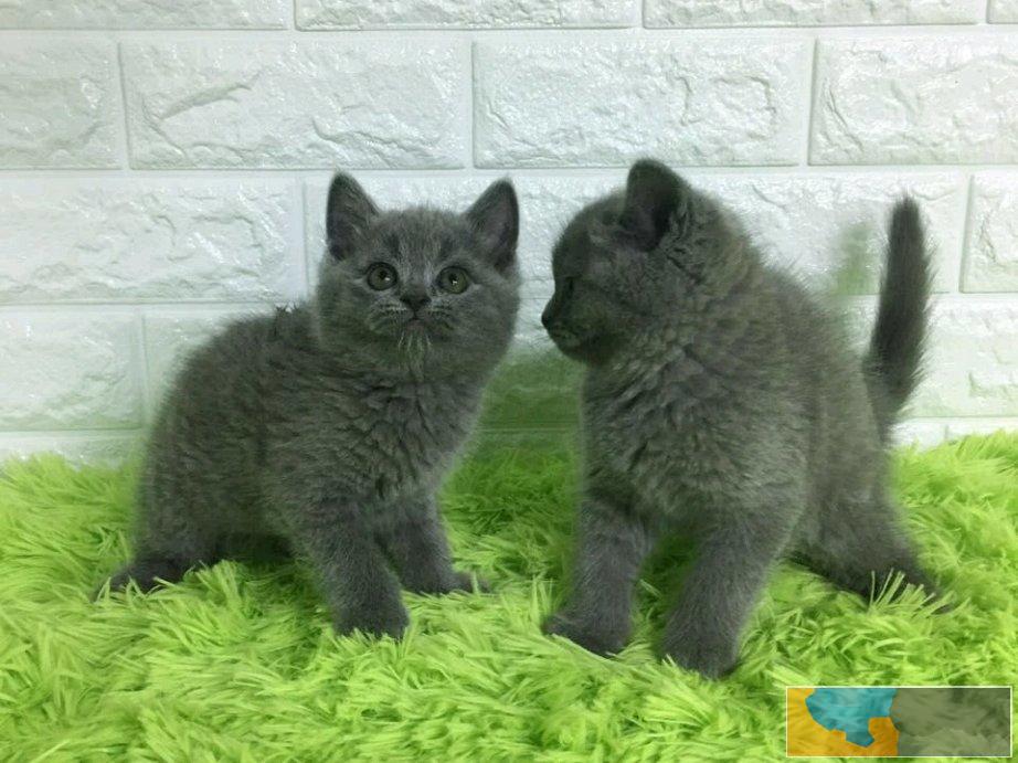 英短蓝猫 活波可爱 家庭式繁殖 无病无癣