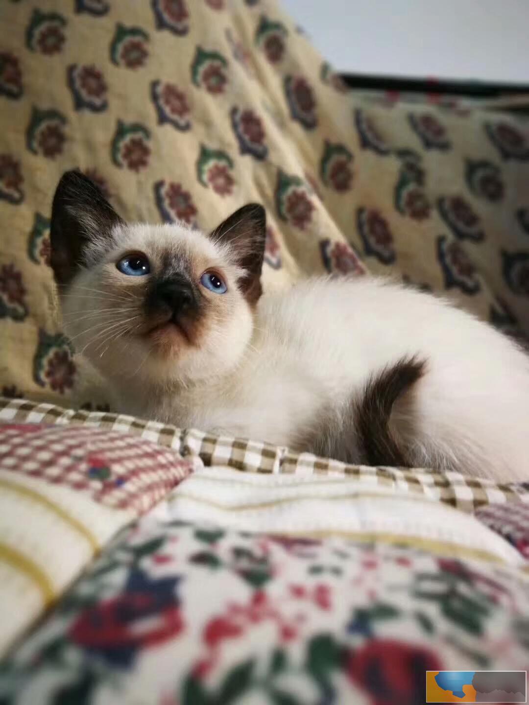 出售泰国皇家猫咪暹罗猫 无病无癣 疫苗齐全