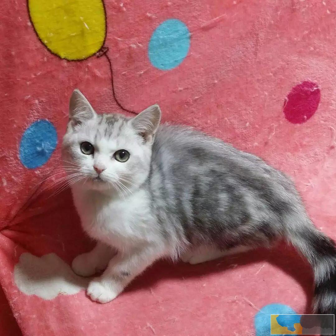 呆萌可爱粘人会撒娇纯种美短虎斑宝宝出售疫苗齐全