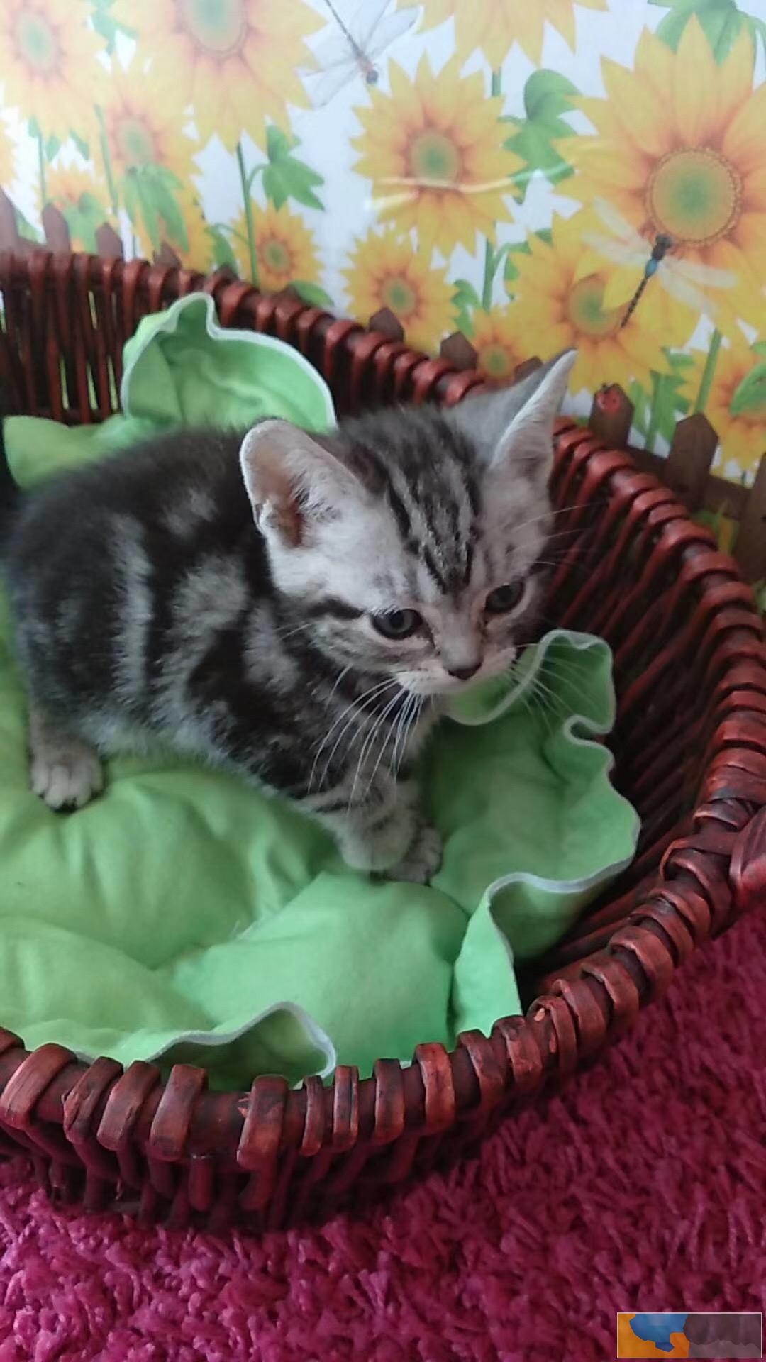 美短 英短 大包子 虎斑条纹 正规猫舍 售后有保障