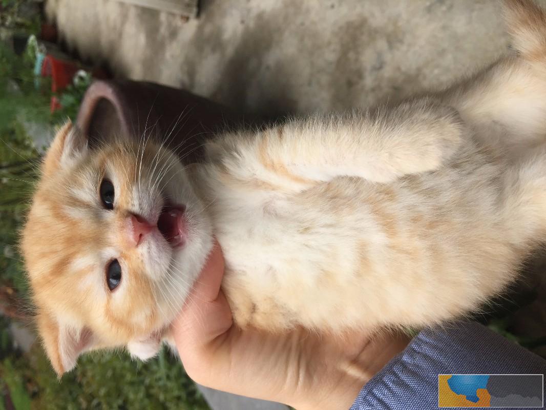 蓝色折耳猫价格 店铺搜:双飞猫