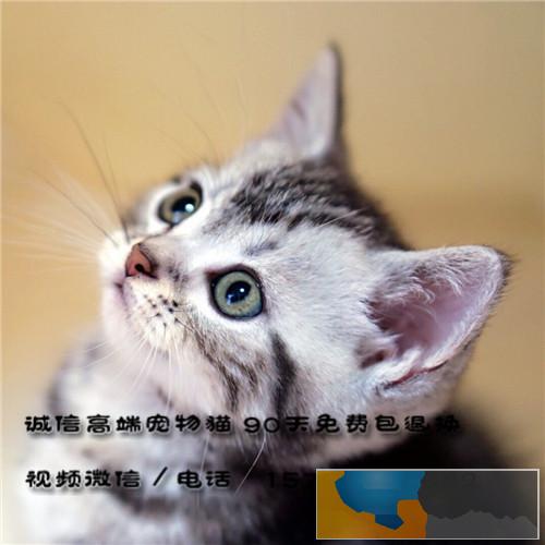 出售纯血统英国短毛猫英短蓝白渐层包纯种健康价格优惠