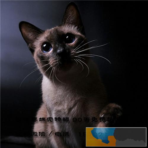 二个半月纯种海豹重点色暹罗弟弟妹妹找新家