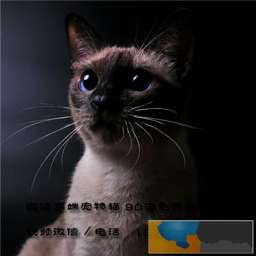 纯种挖煤工暹罗猫保纯保健康自家繁殖出售