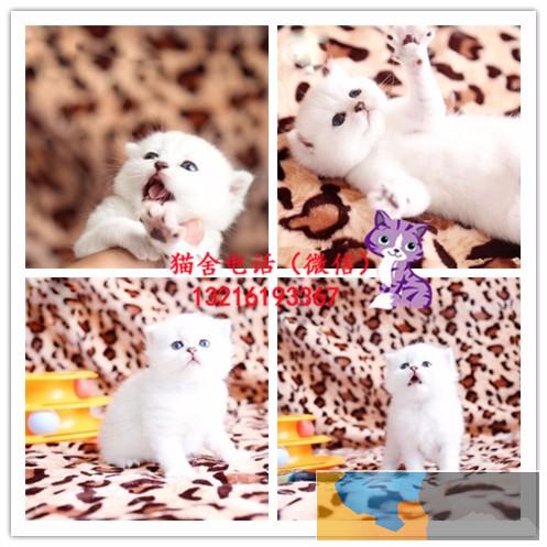 出售英短/加菲/布偶 /英短/金吉拉/蓝猫/折耳/美短包纯种