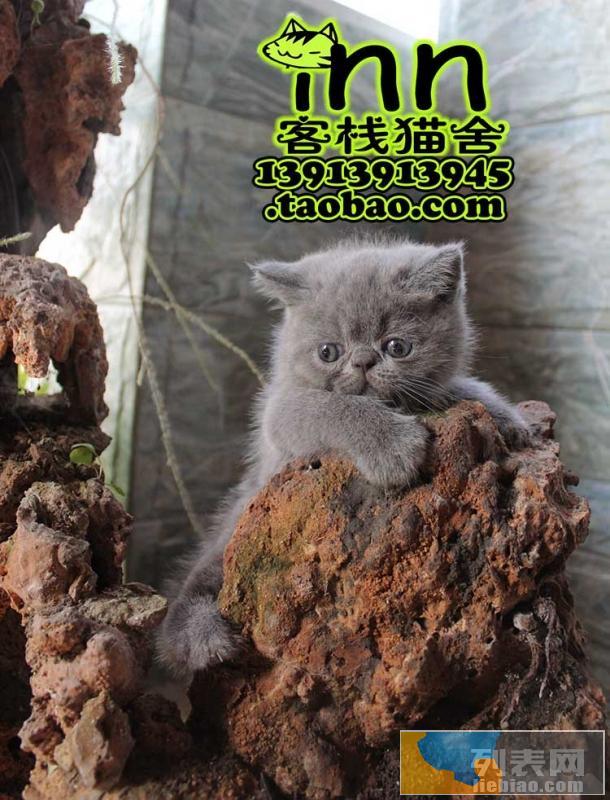 南京客栈猫舍 买猫卖猫 宠物猫店 六合买猫 浦口 大厂猫店