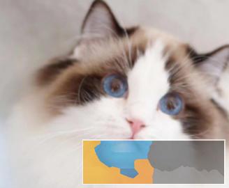 CFA注册猫舍,出售所有猫咪均自家繁育,品质保障 CFA注册猫舍,出售所有猫咪均自家繁育,品质保障