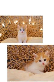 CFA注册猫舍,出售所有猫咪均自家繁育,品质保障 CFA注册猫舍,出售所有猫咪均自家繁育,品质保障