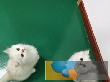 宠物猫南京猫咪领养英短渐层长毛猫