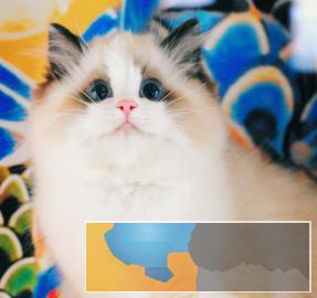 专业猫舍繁殖双色布偶仙女喵专业售后协议质保 专业猫舍繁殖双色布偶仙女喵专业售后协议质保