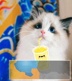 专业猫舍繁殖双色布偶仙女喵专业售后协议质保 专业猫舍繁殖双色布偶仙女喵专业售后协议质保