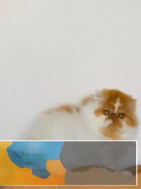 带CFA血统小加菲猫出售，真实照片