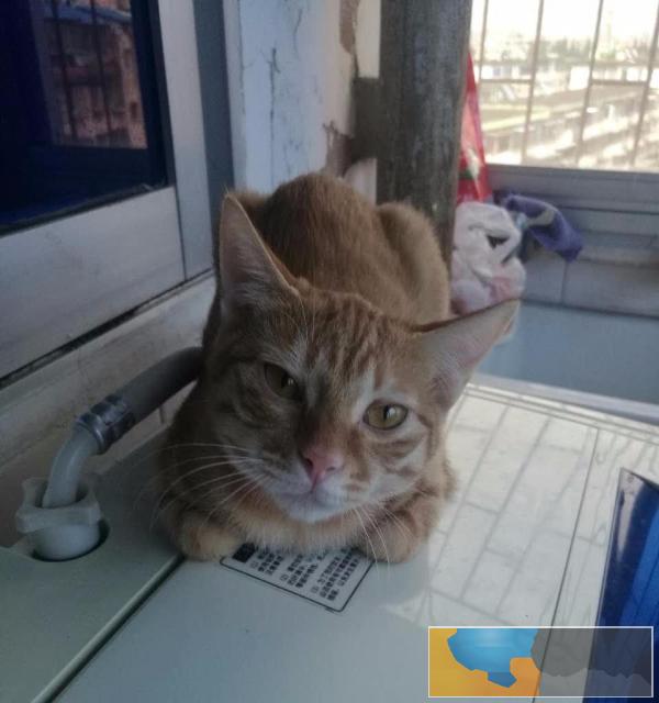 赠送一只小黄猫 望爱心人士领养