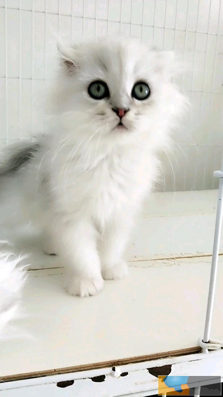 宁波 纯种金吉拉 中长毛宝绿眼 性格温顺欢迎来挑选