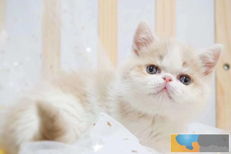 宁波加菲猫 活体宠物猫 眼鼻一线贼溜溜的可爱性格超软