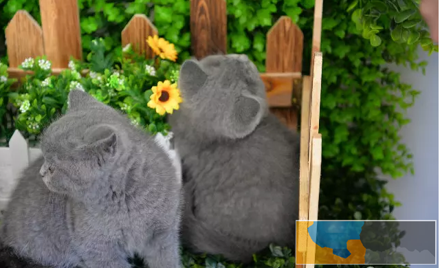宁波 招财猫可爱的英国短毛猫 包子脸蓝猫价格 好看的蓝猫