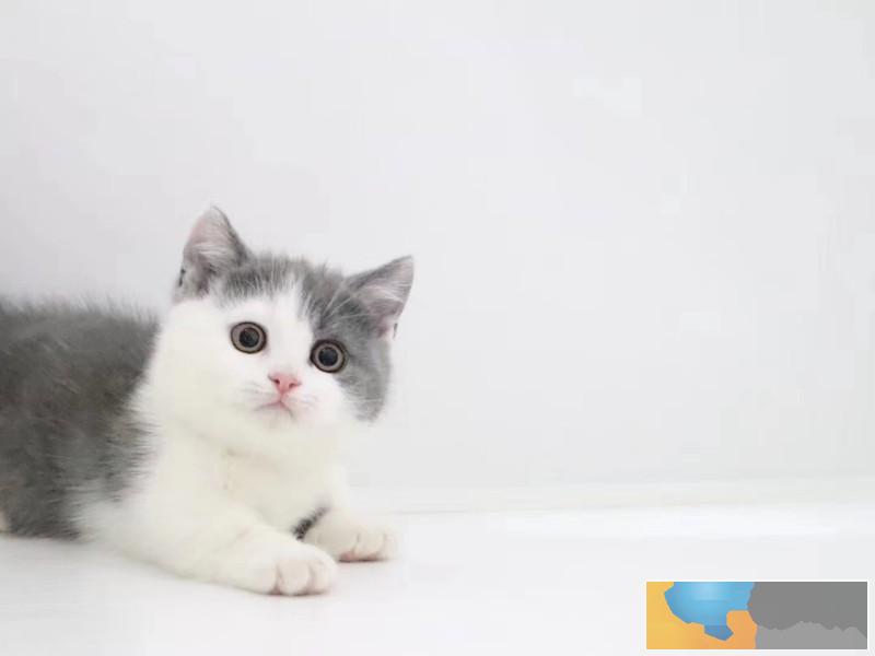 宁波聪明伶俐大眼包子脸英短 蓝白可送货