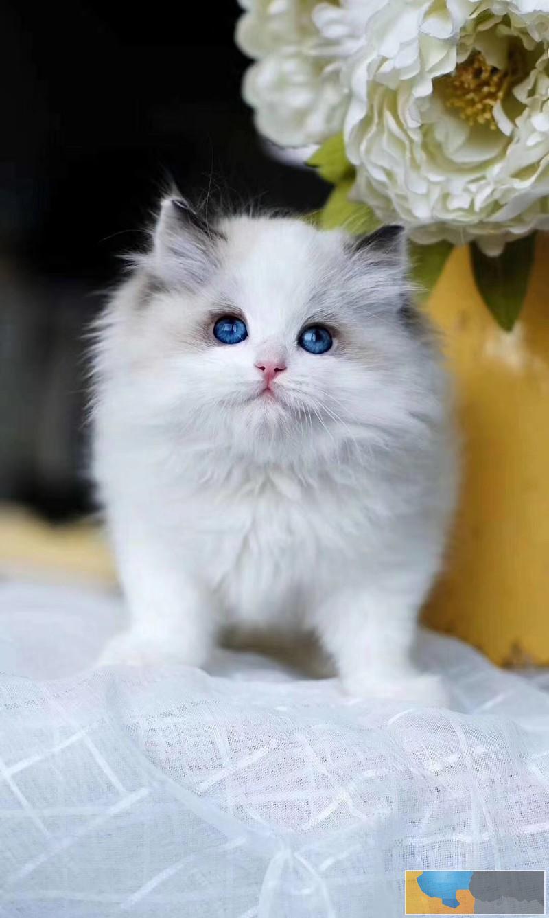 南通活泼可爱的布偶猫宝宝 繁殖纯血统 包健康