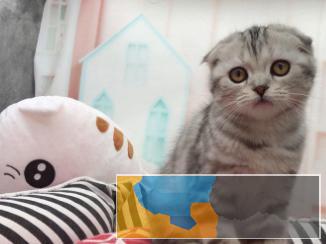 纯种健康苏格兰折耳猫疫苗齐全无病无癣