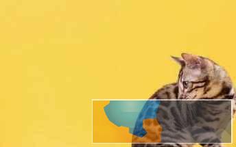 纯种孟加拉猫健康宠物健康有保障签协议