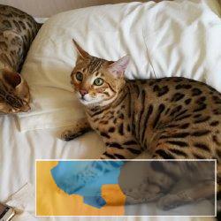 本地猫舍纯种孟加拉豹猫带证，疫苗全，可上门