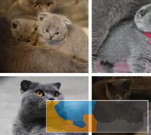 自家出售折耳猫活泼健康粘人小可爱