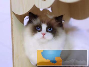 猫舍繁殖出售布偶猫疫苗驱虫齐全包健康纯种