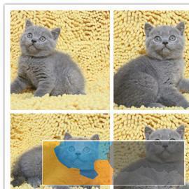 猫舍繁殖、疫苗齐全、英短蓝白短毛猫纯种健康