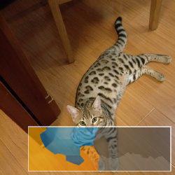 本地出售孟加拉豹猫只繁殖纯种健康猫咪