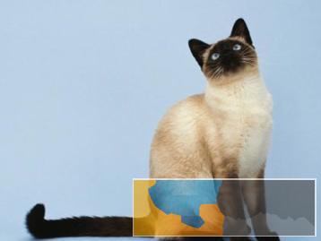 纯种暹罗猫疫苗齐全包健康活