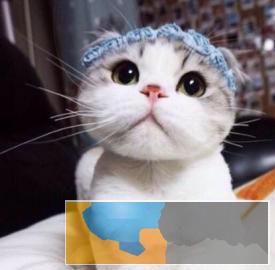 较萌较可爱折耳猫疫苗做齐颜值爆表融心系