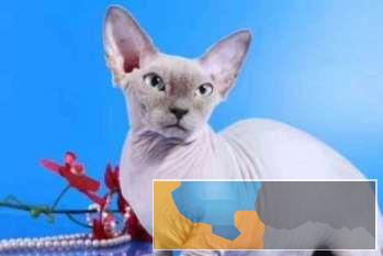 加拿大无毛猫活体斯芬克斯无毛猫纯白纯肉色