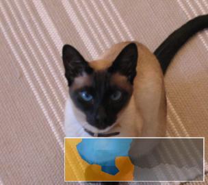 蓝眼精灵泰国纯种暹罗猫黑脸活