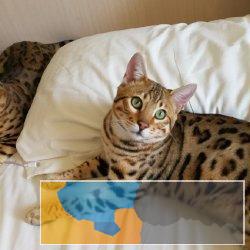 野性外表温柔家猫性格时尚漂亮孟加拉豹猫