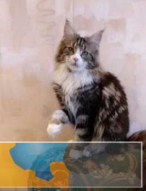 纯正血统缅因猫本地猫舍繁殖专业猫舍出