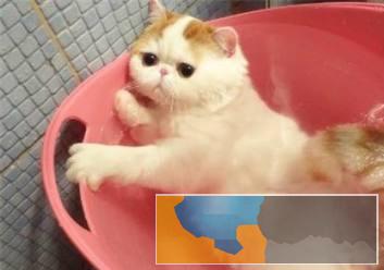 繁育纯种加菲猫健康无廯品质保证无病无癣