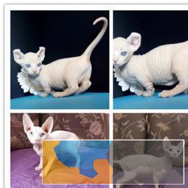 出售纯种无毛猫生活自理健康活泼可爱