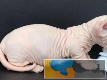 同城猫舍繁殖蓝眼精灵无毛猫螺旋耳纯种健康