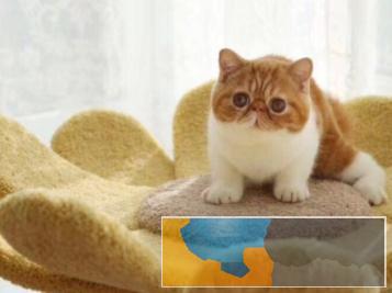 加菲猫活体宠物猫眼鼻一线贼溜溜的可爱性格超软