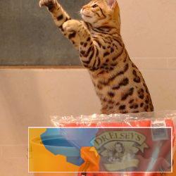 孟加拉豹猫出售无病无廯繁殖纯种健康猫咪