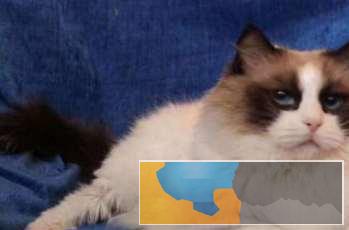 聪明布偶猫海豹蓝山猫双色重点色布偶猫小猫咪活体纯