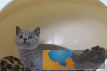 猫舍出售蓝白英短蓝猫银渐层包疫苗驱虫包纯种健康