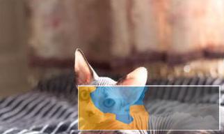 斯芬克斯猫无毛猫加拿大无毛猫蓝眼宠物猫咪活体纯